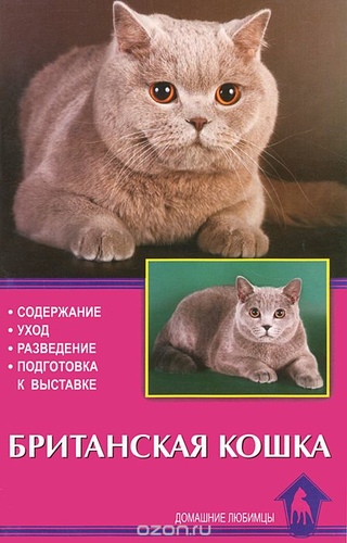 Британская кошка