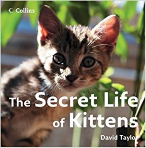 The Secret Life of Kittens