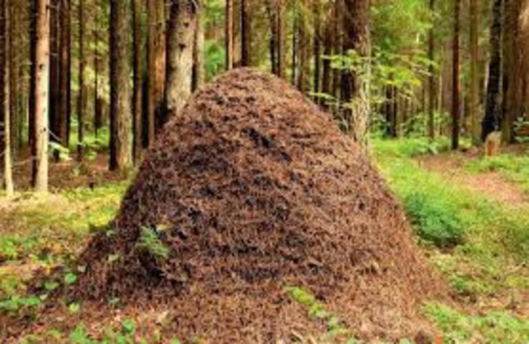 Loodusmärkide leidmine ja tundmine