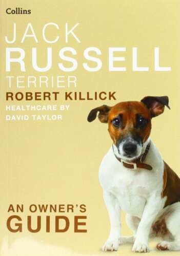 Jack Russell Terrier
