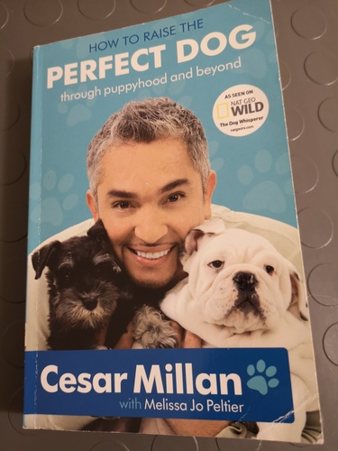 How to raise the Perfect dog through puppyhood and beyond