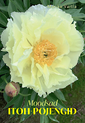 Moodsad Itoh-pojengid